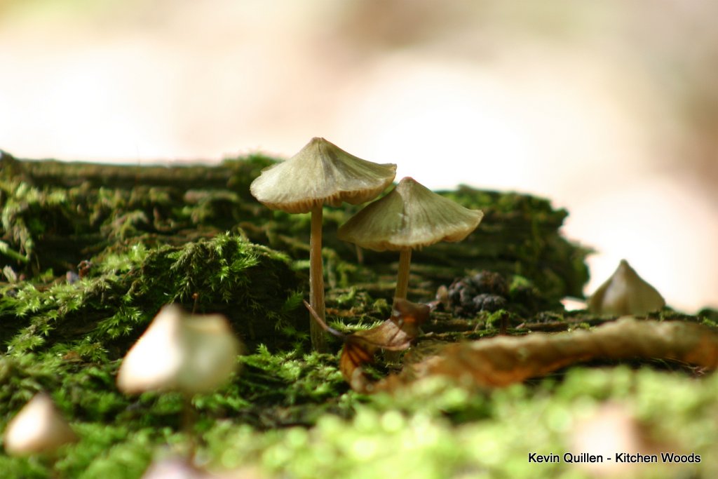 Mushrooms on Moss - #1